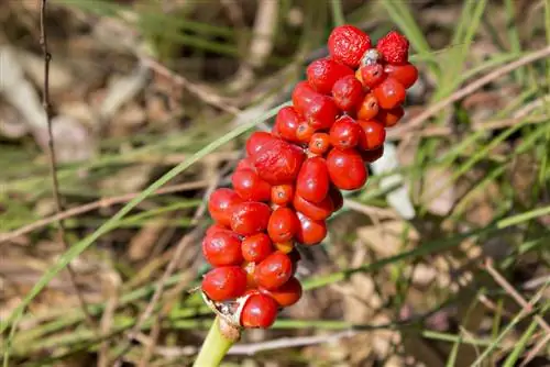 luptă cu arum