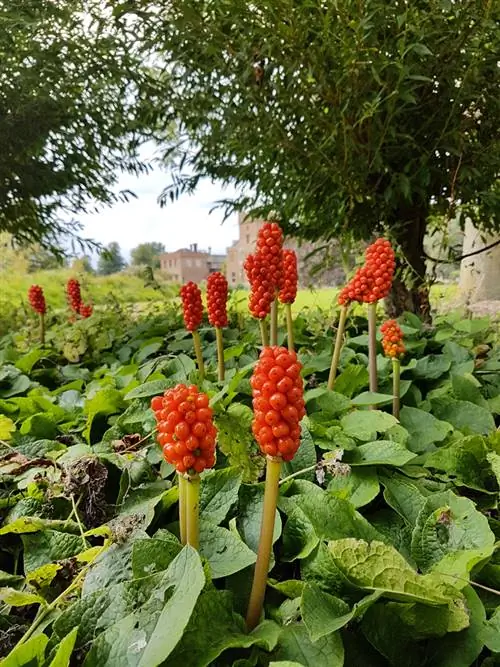 Arum i trädgården: Hur man tar bort det effektivt