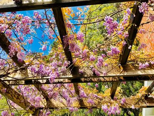 Plantes sur la pergola : Quelles espèces ont une croissance rapide ?