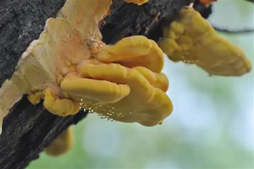 Eliminare i funghi dagli alberi: come posso combattere i parassiti sugli alberi?