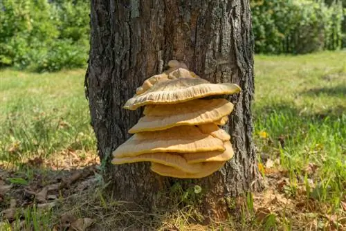 boom paddestoel appelboom