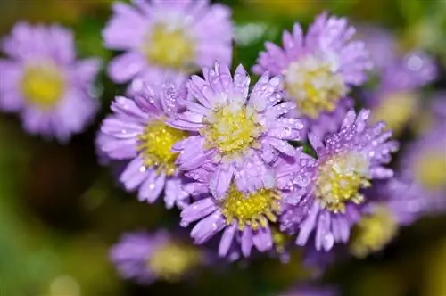 Қыста: Aster novi Belgii қалай қорғауға болады