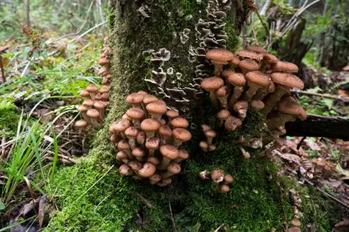 conserver les champignons des arbres