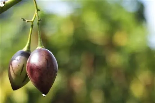 tree tomato care