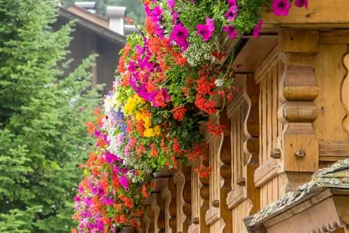 Yay üçün gözəl balkon bitkiləri - bütün yerlər üçün məsləhətlər