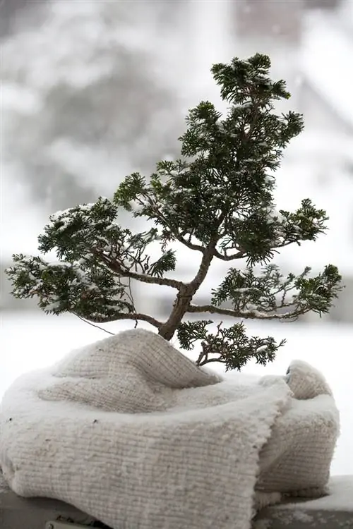 Piante da balcone che svernano