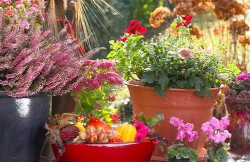 Balcone d'autunno: piante che brillano nell'autunno dorato