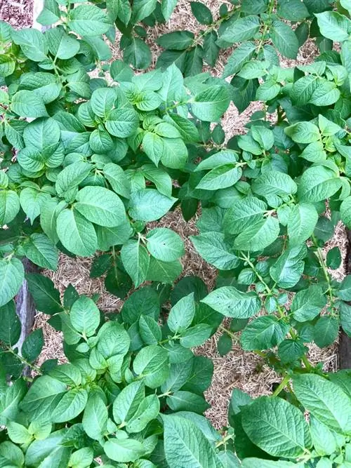 permaculture potato tower