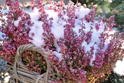 balkon plante-winter