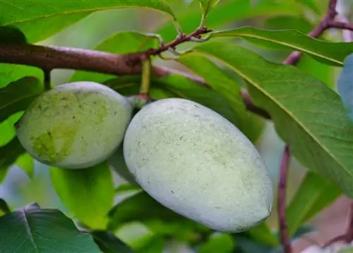 asimina triloba խնամք