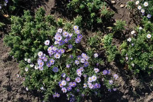 Cuidado del aster acolchado: consejos para unas flores magníficas