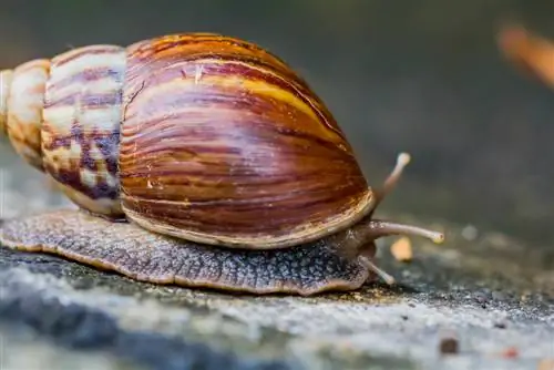 zvjezdasti puževi puževi