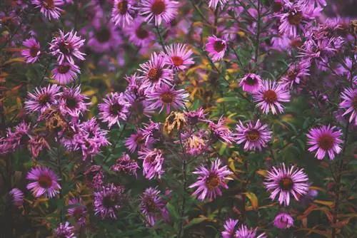 coupe d'aster coussin