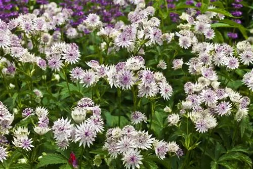 Varietà ad ombrella stellata: splendore di colori per il tuo giardino all'ombra