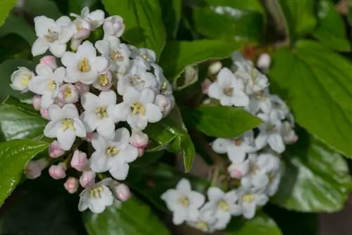 mimea ya balcony-Aprili