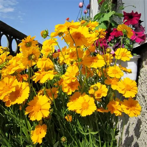 Flowering balcony plants for June: Our top picks