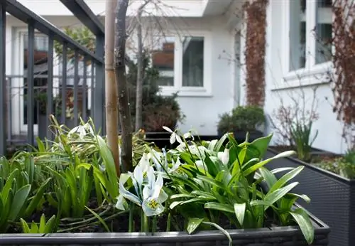 Balcony plants-February