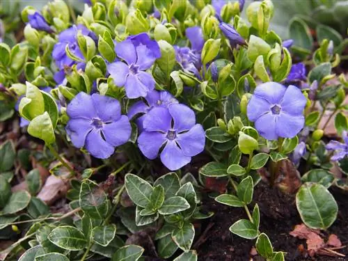 wall-planting-ground cover