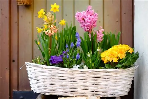 wicker basket planting