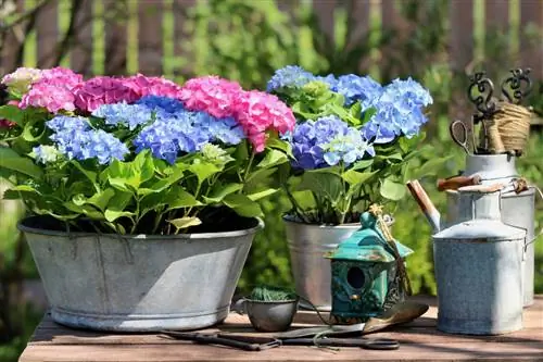 Planter des seaux en zinc : des idées créatives pour la maison et le jardin