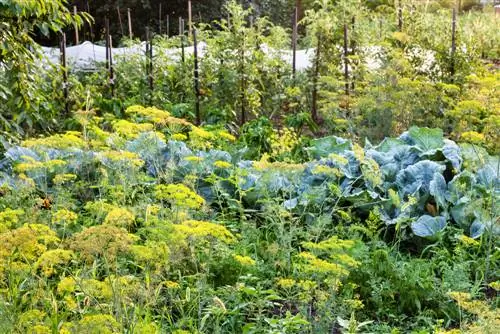 Permakultur & blandet kultur: fornuftige plantekombinationer