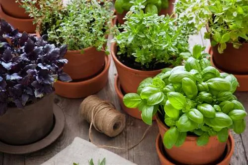 Plant herb pots: The best herb combinations