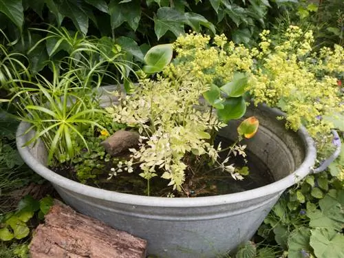 Zinc tub without holes: Planting without the risk of waterlogging