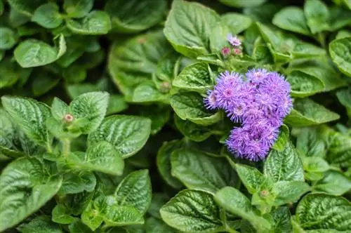 sorte ageratum houstonianum