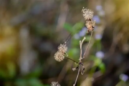 Maak lewerbalsem (ageratum) gehard: wenke en instruksies