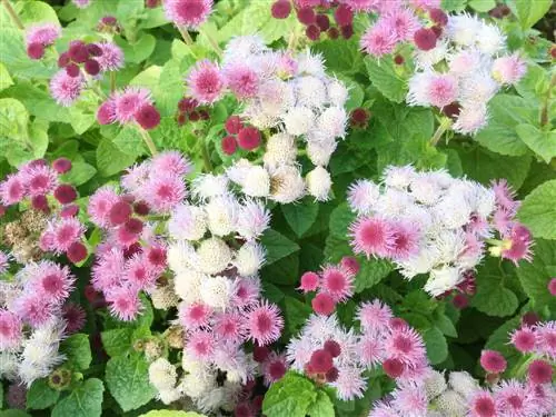 pangangalaga ng ageratum