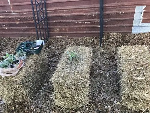 Planter des bottes de paille : Voici comment créer un lit insolite