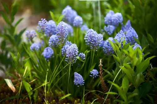 Saeckelblume-sárga levelek