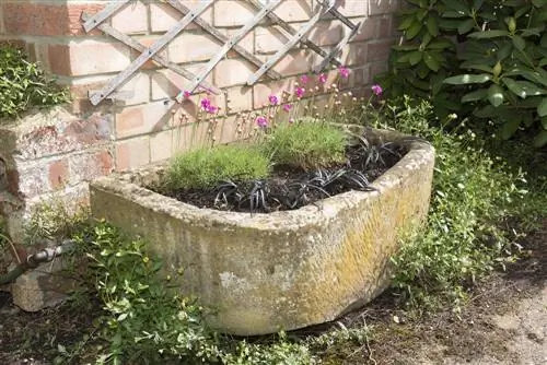 Plante o cocho de pedra corretamente: isso o tornará um verdadeiro atrativo