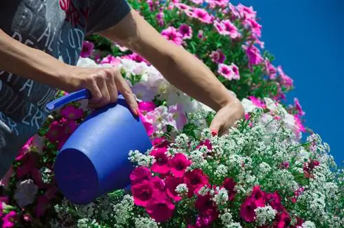 Balkonplanten in juli: zo zorg je voor een perfecte verzorging