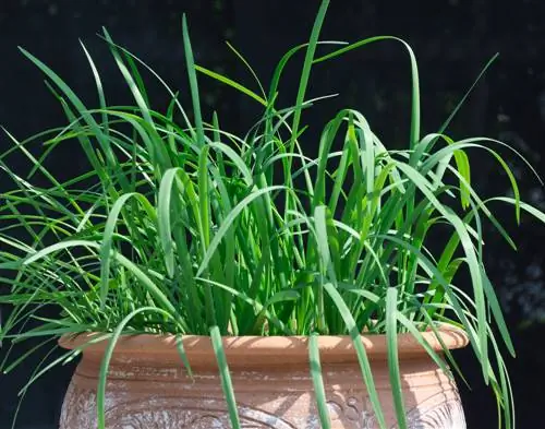 Cocina con balcón: hierbas aromáticas justo afuera de la puerta