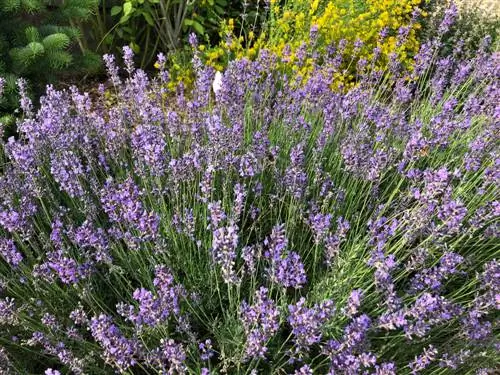 planting stones-planting-hardy