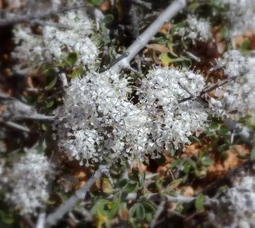 saeckelblume bakımı