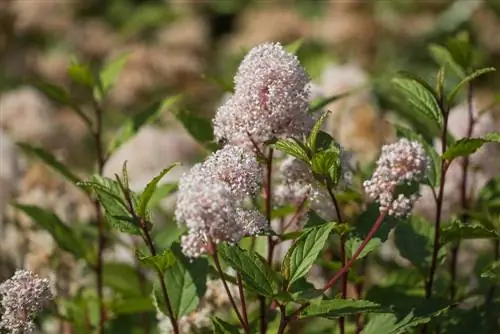 ¿En qué se diferencian las diferentes variedades de flores de saco?