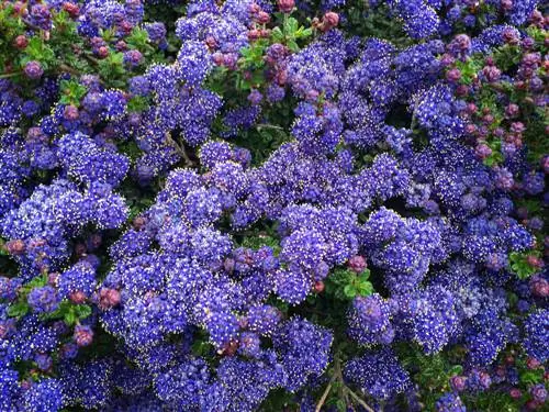 Zakbloem snijden: Tips voor weelderige bloemen