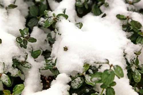 Fryst säckblomma: räddningsåtgärder och förebyggande