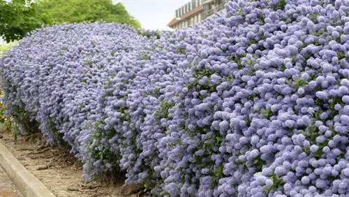 Saeckelblume hedge