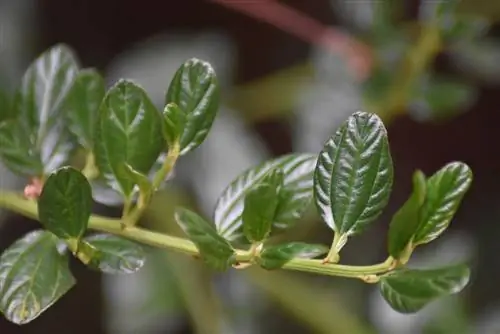 Multiplica la flor de saco: Así se hace de forma rápida y sencilla