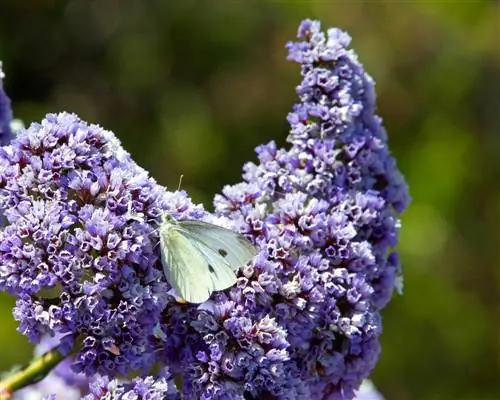 Floare de sac: sigur pentru oameni și animale din grădină