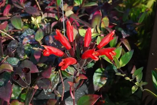 Aeschynanthus: Suksesvolle sorg vir manjifieke blomme