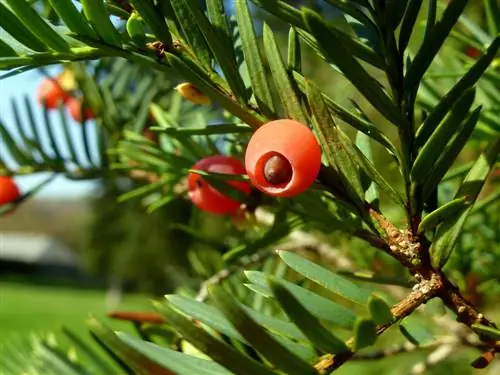 albero facile da curare