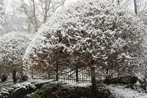 Bomen in de winter: natuurlijke beschermingsmechanismen en verzorgingstips