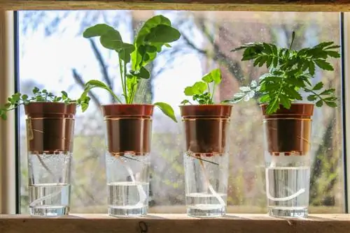 Regar las plantas del balcón durante las vacaciones