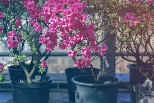 balcony plant pot