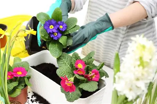 Si possono piantare piante sul balcone a marzo? La nostra risposta