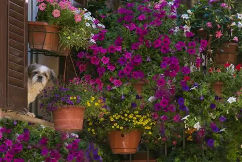 Cuidado de las plantas del balcón